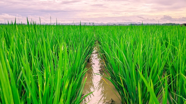 el hermoso campo de arroz de plántulas verdes agrícolas al atardecer