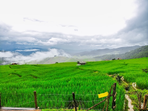 Hermoso campo de arroz en terrazas en la cosecha