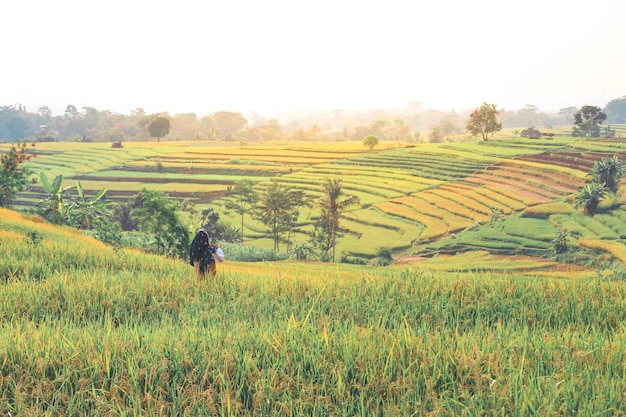 Hermoso campo de arroz en terrazas en temporada de cosecha en Tawangmangu Indonesia