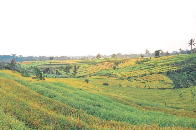 Hermoso campo de arroz en terrazas en temporada de cosecha en Tawangmangu Indonesia