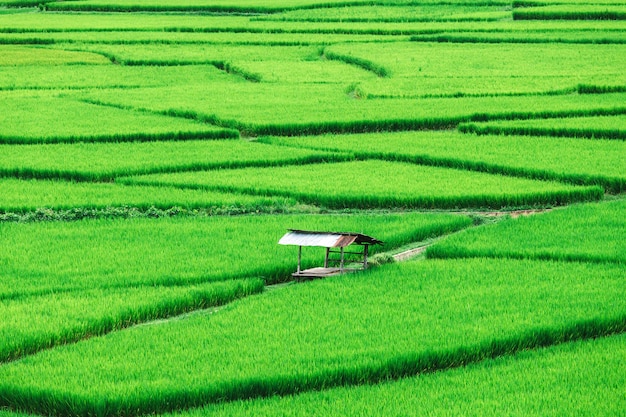 Hermoso campo de arroz en terrazas verdes