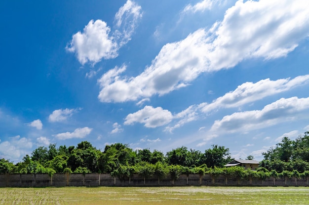 Hermoso campo de arroz verde en el cielo azul abierto