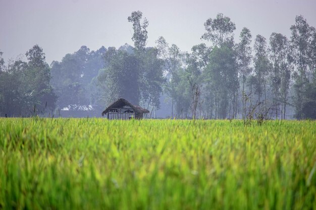 hermoso campo de arroz