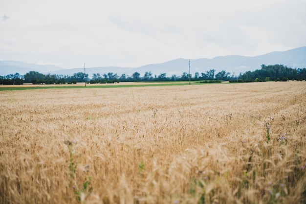 Hermoso campo con campo de trigo dorado