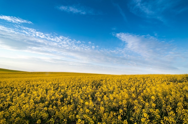 Hermoso campo de colza amarillo y cielo con nubes