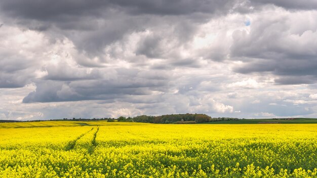 Un hermoso campo de colza en flor contra el fondo de las nubes Huellas de maquinaria agrícola con ruedas en un campo de colza Fondo de pantalla de paisaje rural