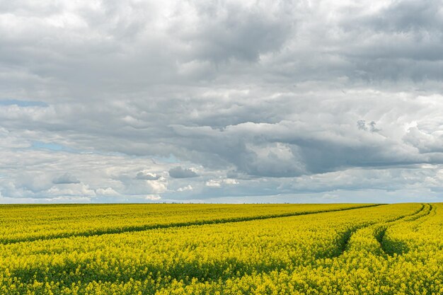 Un hermoso campo de colza en flor contra el fondo de las nubes Huellas de maquinaria agrícola con ruedas en un campo de colza Fondo de pantalla de paisaje rural