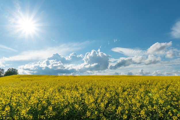 Un hermoso campo de colza en flor contra el fondo de las nubes Nubes tormentosas en previsión de la lluvia se ciernen sobre un prado floreciente con flores y cultivos agrícolas