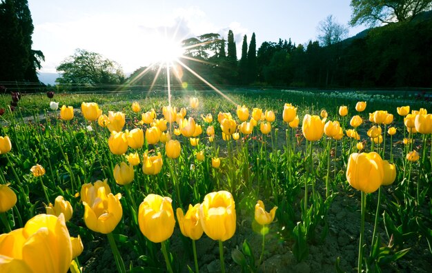 Hermoso campo fascinante con tulipanes amarillos