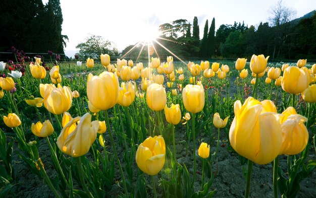 Hermoso campo fascinante con tulipanes amarillos