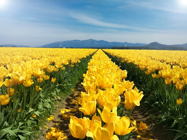 Hermoso campo floreciente de tulipanes en un campo entre las montañas en los suburbios de Seattle