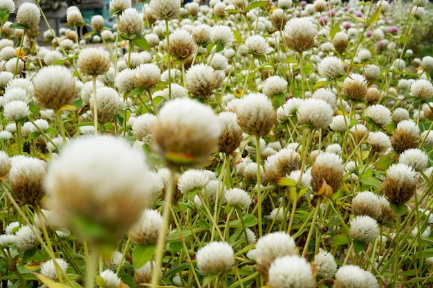 Hermoso campo de flores de amaranto de globo blanco