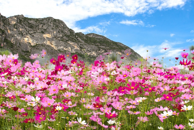 Hermoso campo de flores cosmos en el fondo de la montaña