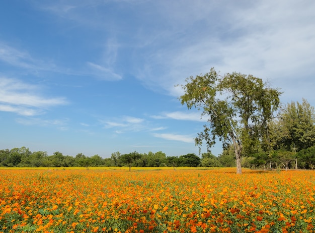 Hermoso campo de flores de cosmos naranja