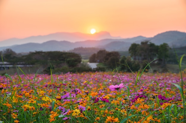 Hermoso campo de flores de cosmos con puesta de sol en la montaña en campo