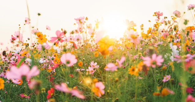 Hermoso campo de flores cosmos