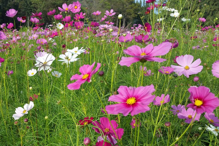 Hermoso campo de flores cosmos