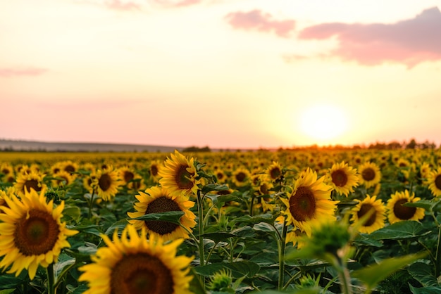 Hermoso campo de flores de girasol amarillo floreciente contra el fondo