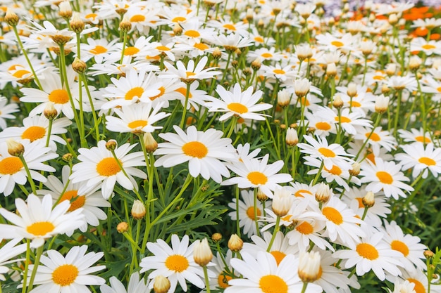 Hermoso campo de flores de margarita manzanilla blanca en prado verde