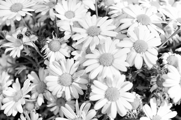 Hermoso campo de flores médicas de manzanilla o margarita de color blanco y amarillo como fondo natural floral