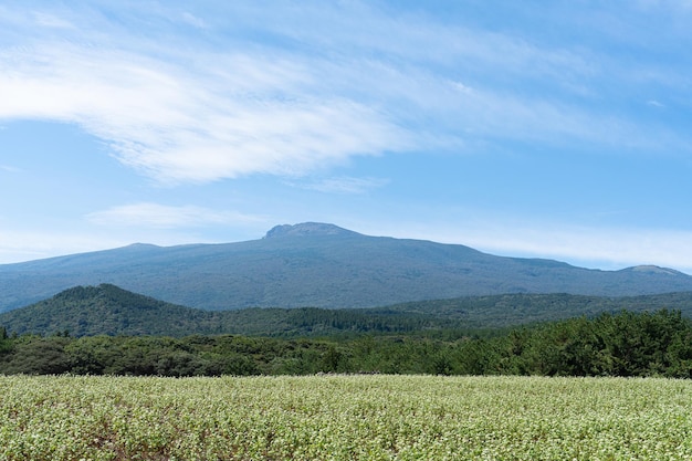 Un hermoso campo de flores de trigo sarraceno con brotes