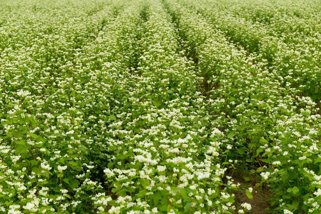 Hermoso campo de flores