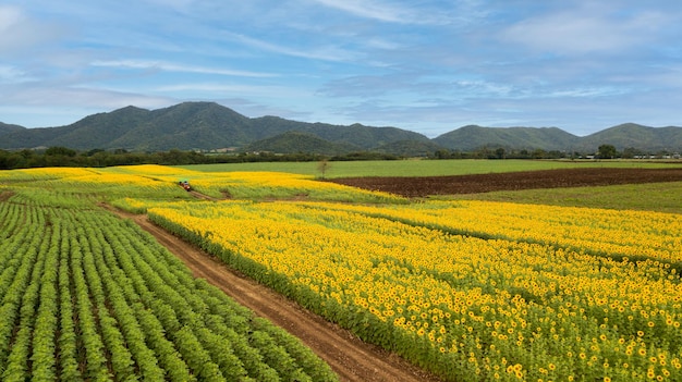 Hermoso campo de girasol aéreo Atracciones turísticas populares de la provincia de Lopburi