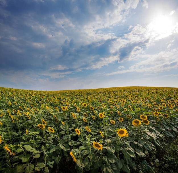 Hermoso campo de girasol con cielo dramático con nubes