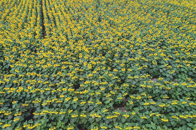 Hermoso campo de girasol floreciente Vista de drones Fondo de naturaleza