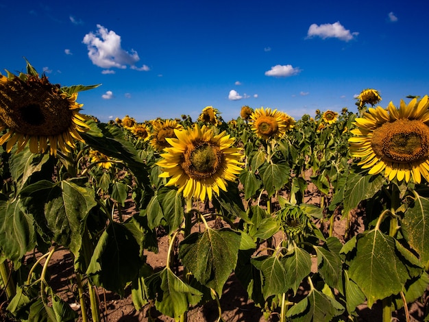 El hermoso campo de girasol grande en el fondo de verano