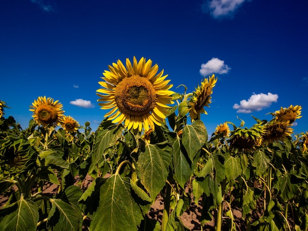 El hermoso campo de girasol grande en el fondo de verano