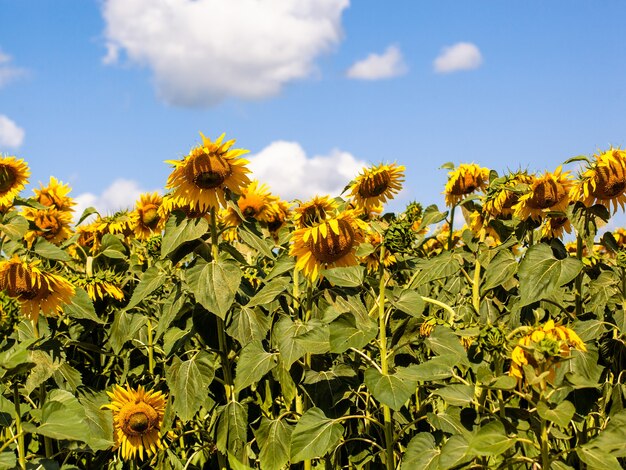 El hermoso campo de girasol grande en el fondo de verano