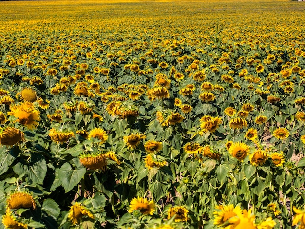 El hermoso campo de girasol grande en el fondo de verano