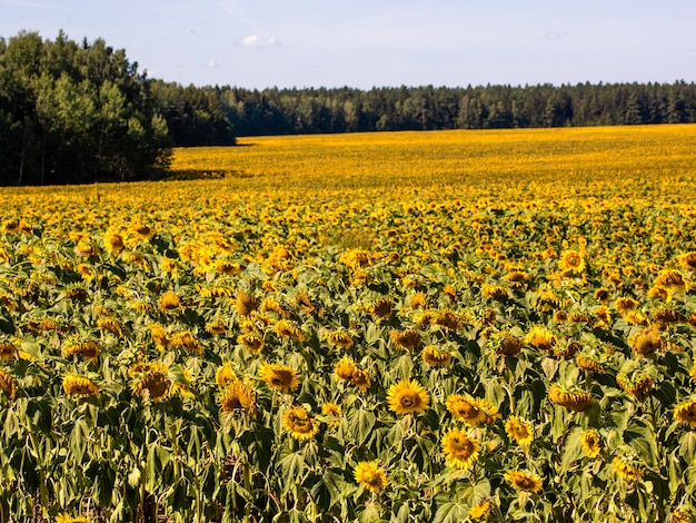 El hermoso campo de girasol grande en el fondo de verano