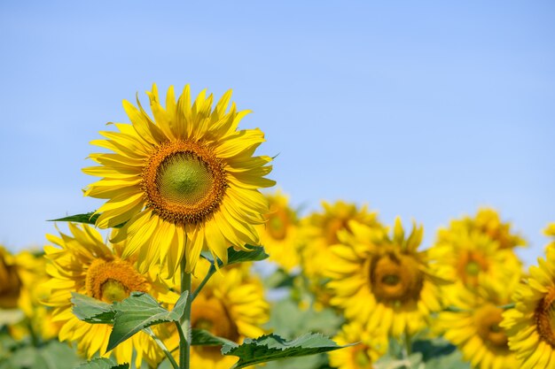 Hermoso campo de girasol en verano con cielo azul en la provincia de Lop buri, Tailandia