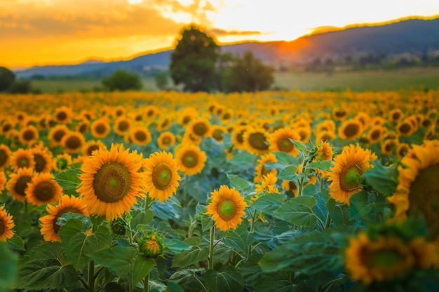 Hermoso campo de girasoles al atardecer naranja