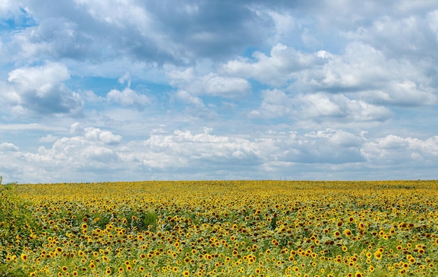 Hermoso campo de girasoles amarillos sobre un fondo de cielo azul con nubes