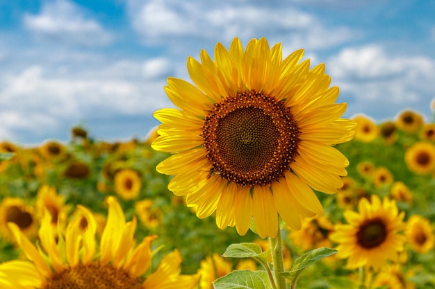 Hermoso campo de girasoles amarillos sobre un fondo de cielo azul con nubes