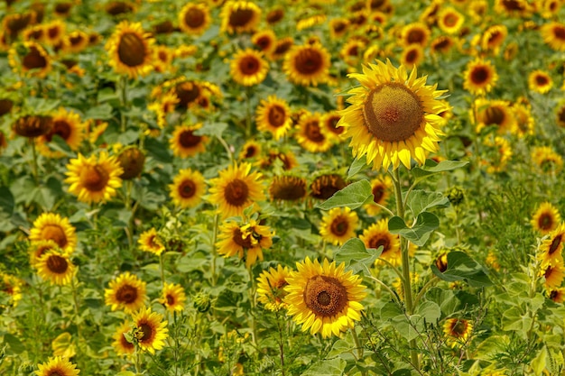 Hermoso campo de girasoles amarillos sobre un fondo de cielo azul con nubes