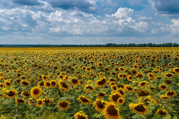 Hermoso campo de girasoles amarillos sobre un fondo de cielo azul con nubes