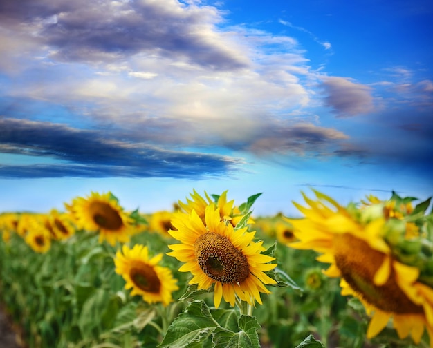 Hermoso campo de girasoles bajo un cielo azul con nubes