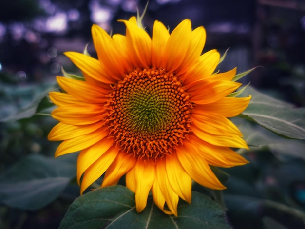 Foto un hermoso campo de girasoles en flor contra la luz dorada borrosa de la puesta de sol.