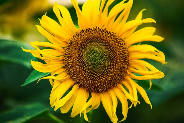 Hermoso campo de girasoles florecientes contra la luz dorada del atardecer y el fondo del paisaje borroso