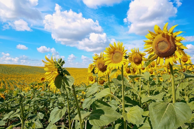 Un hermoso campo de girasoles. Girasoles de prado florecientes de color amarillo brillante contra un cielo azul con nubes. Paisaje de verano soleado. Fondo natural.