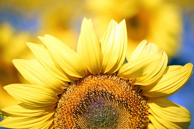 Hermoso campo de girasoles