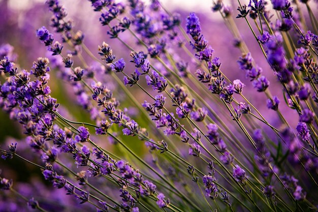 Hermoso campo de lavanda al amanecer con fondo de flor morada