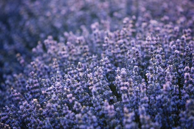 Hermoso campo de lavanda al amanecer con fondo de flor morada