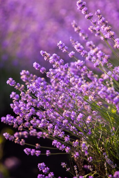 Hermoso campo de lavanda al amanecer con fondo de flor morada