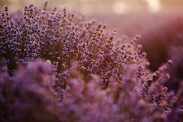 Hermoso campo de lavanda al amanecer con fondo de flor morada