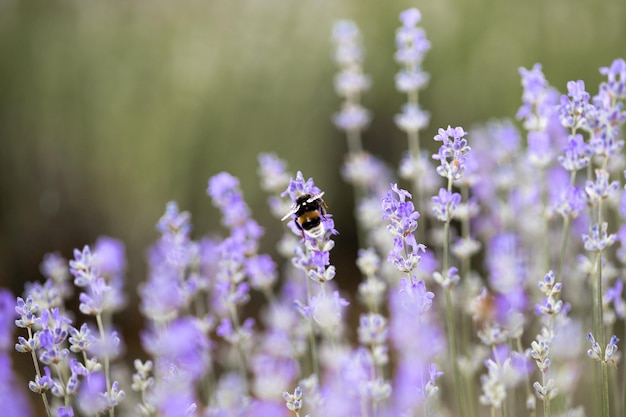 Hermoso campo de lavanda al amanecer Fondo de flor púrpura Flor violeta plantas aromáticas